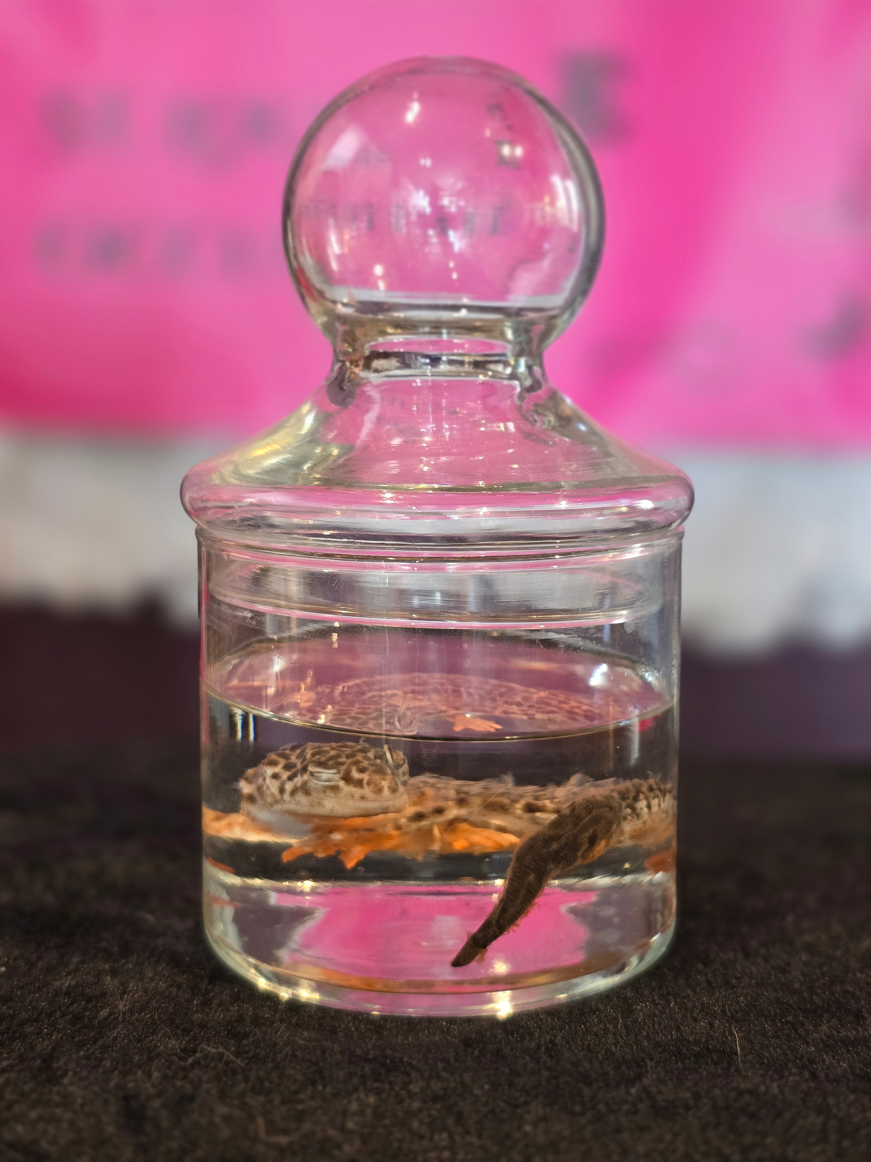 Small Leopard Gecko Wet Specimen