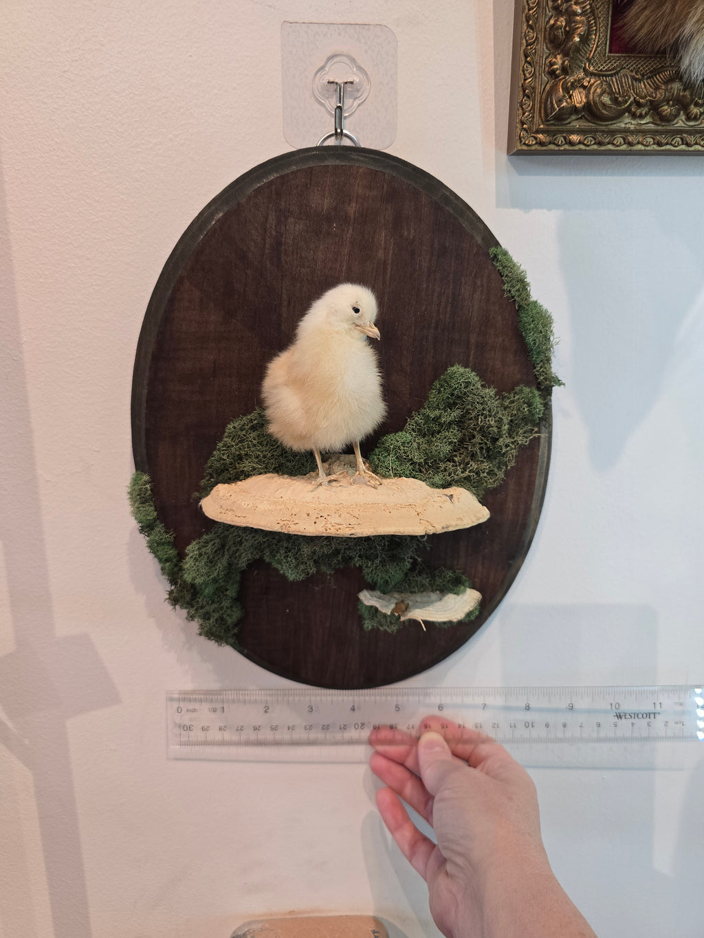 Taxidermied Baby Chick on Mushroom & Moss - Hanging Wall Plaque