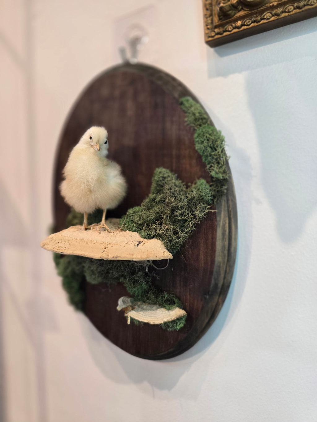 Taxidermied Baby Chick on Mushroom & Moss - Hanging Wall Plaque