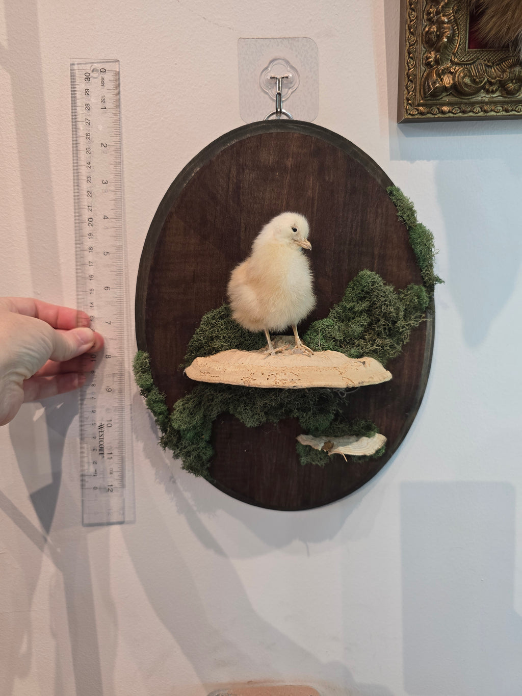 Taxidermied Baby Chick on Mushroom & Moss - Hanging Wall Plaque
