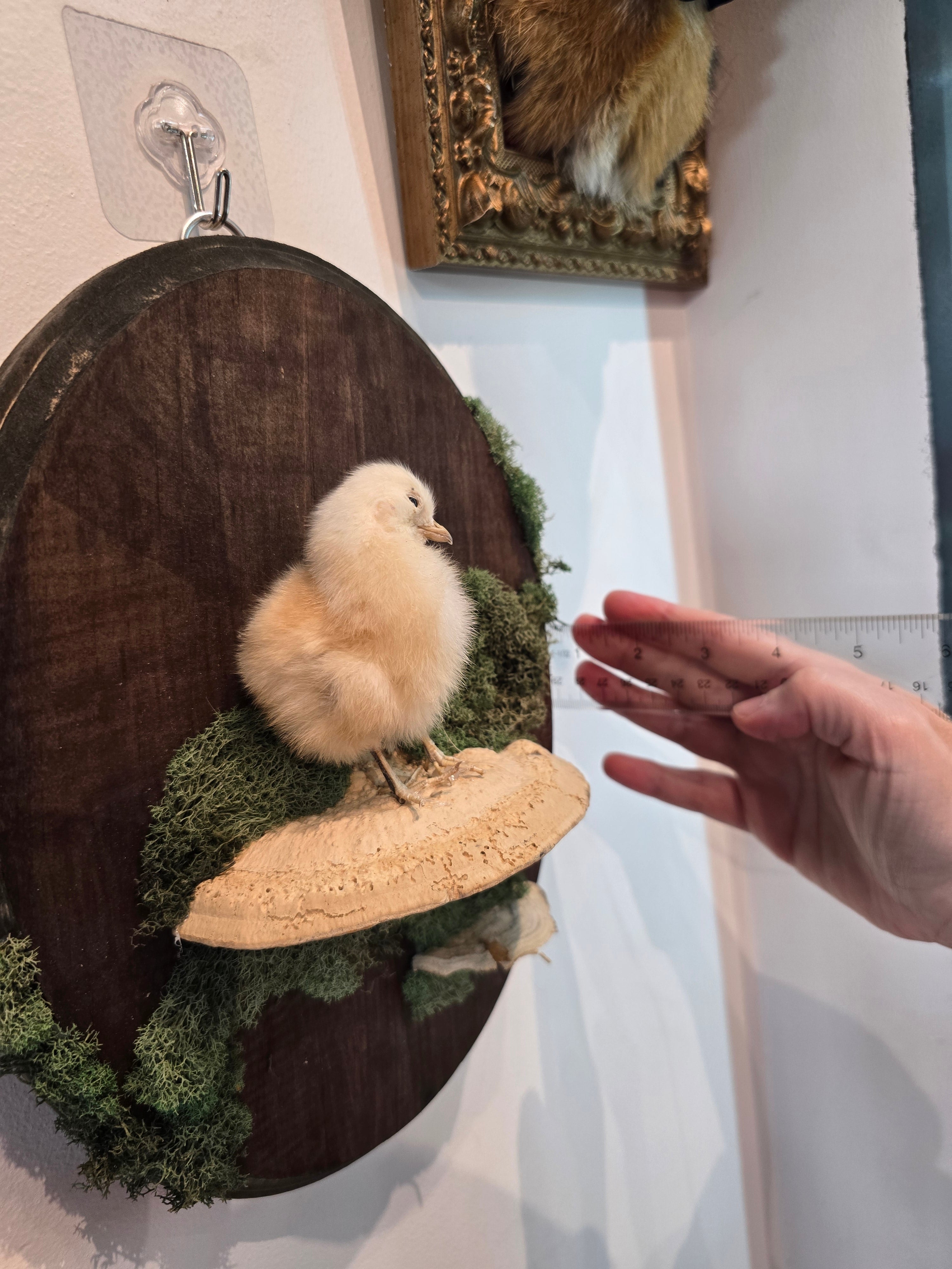 Taxidermied Baby Chick on Mushroom & Moss - Hanging Wall Plaque