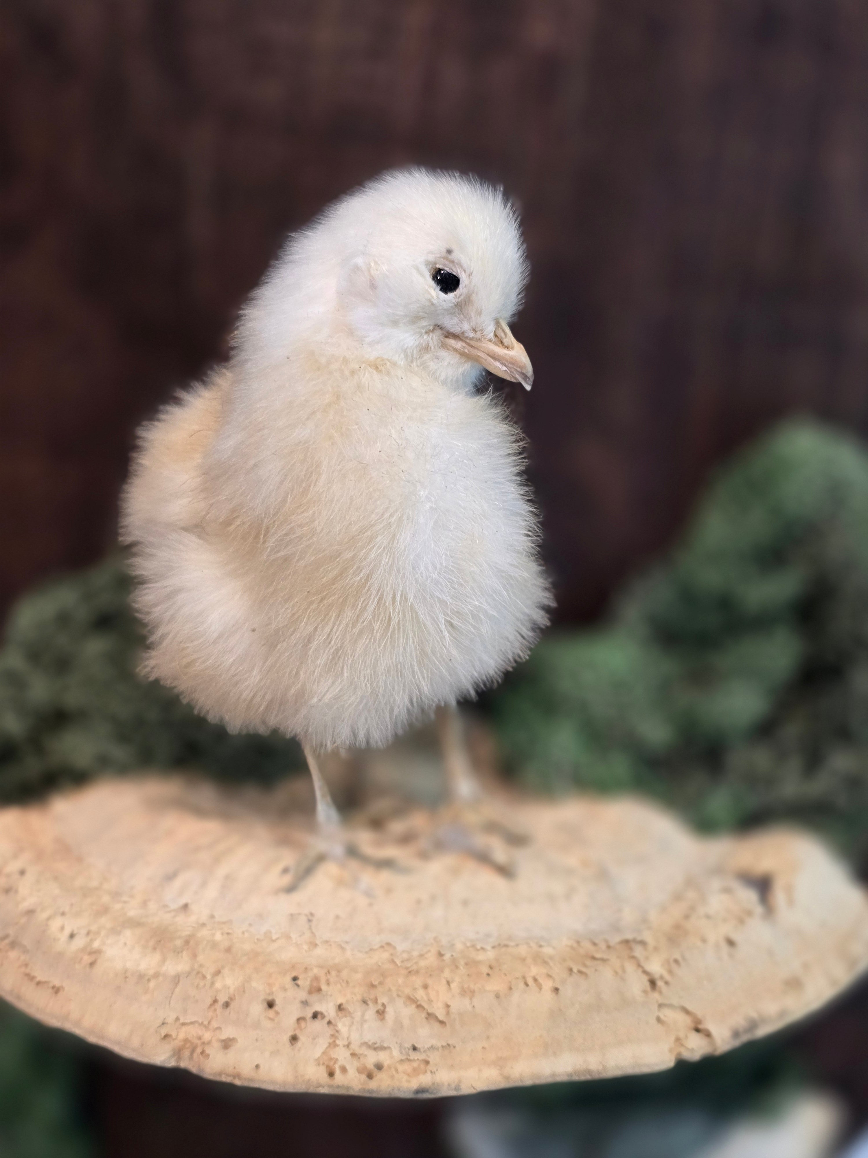 Taxidermied Baby Chick on Mushroom & Moss - Hanging Wall Plaque