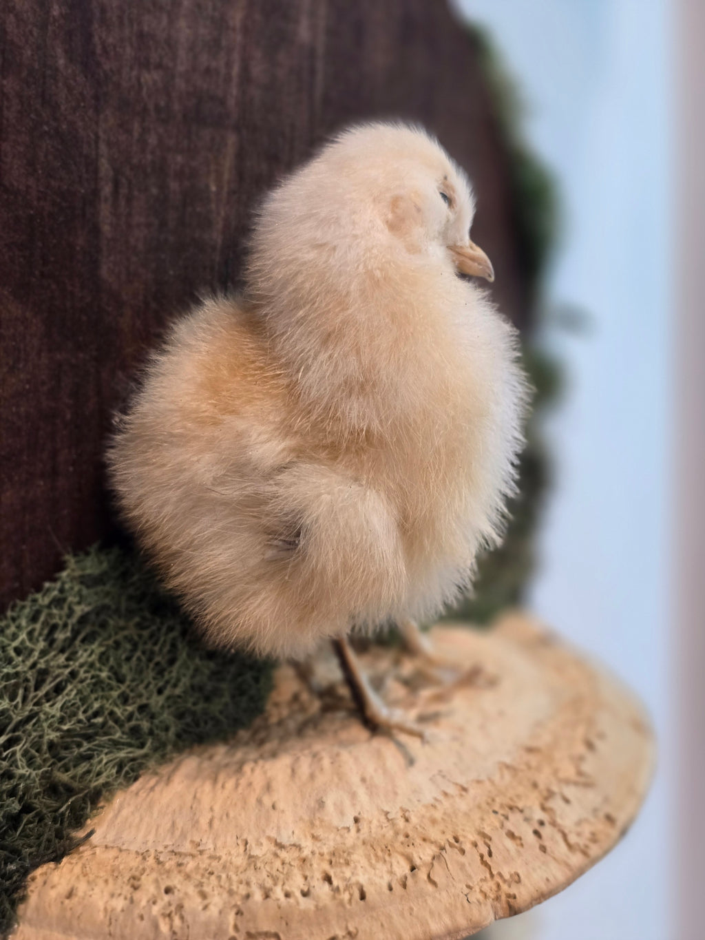 Taxidermied Baby Chick on Mushroom & Moss - Hanging Wall Plaque