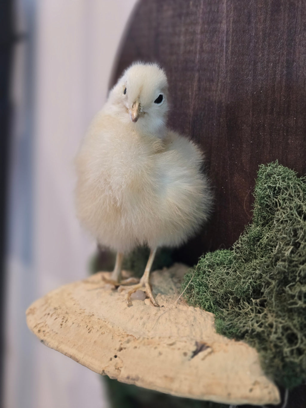 Taxidermied Baby Chick on Mushroom & Moss - Hanging Wall Plaque
