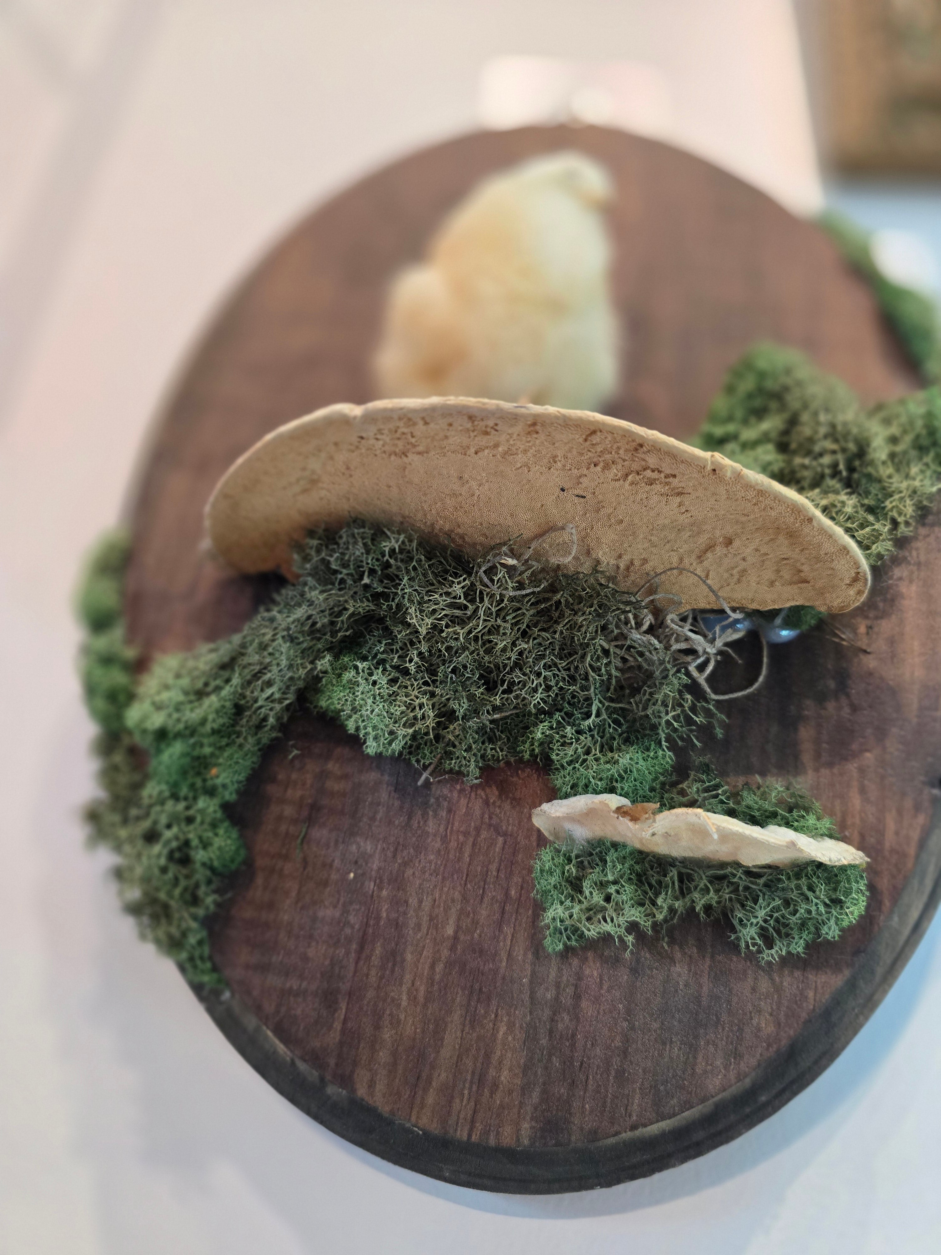 Taxidermied Baby Chick on Mushroom & Moss - Hanging Wall Plaque