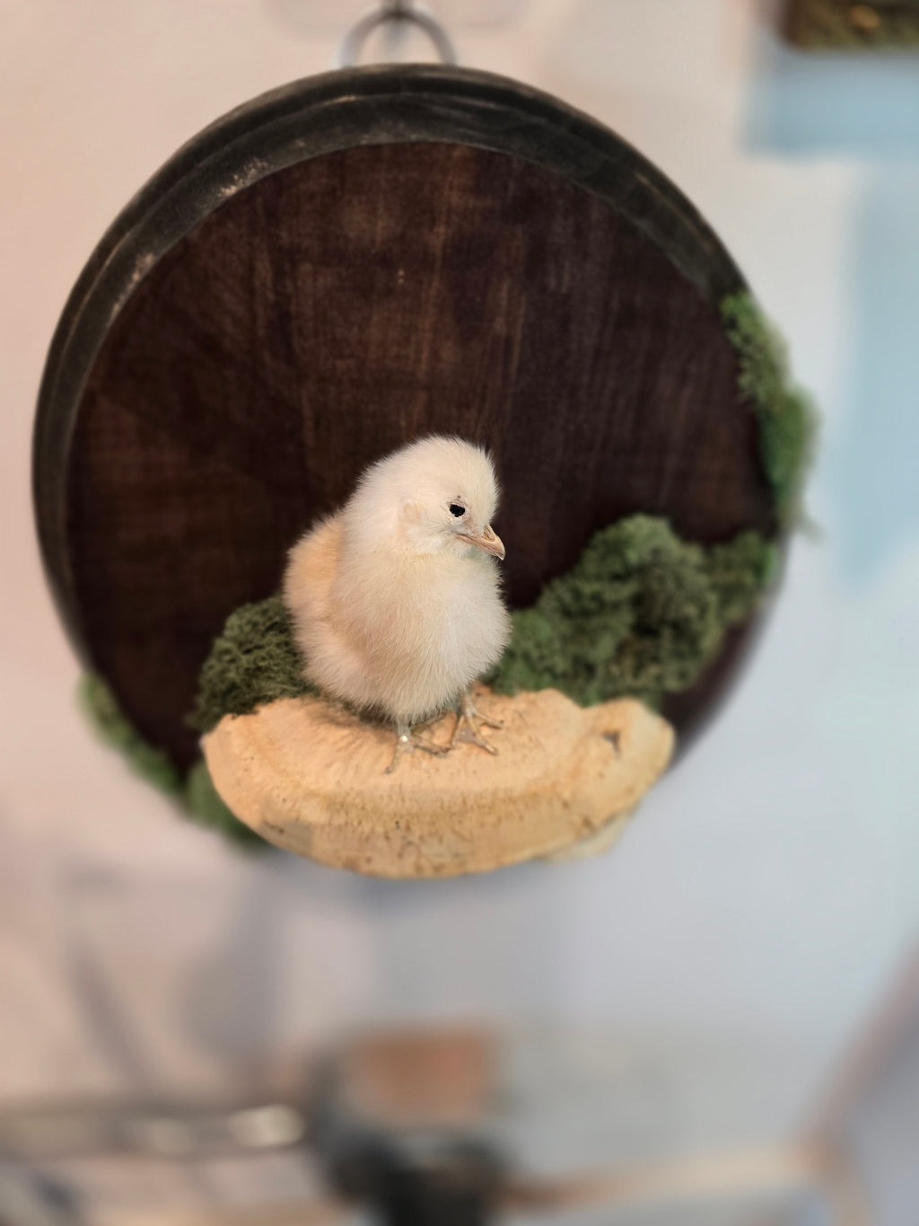 Taxidermied Baby Chick on Mushroom & Moss - Hanging Wall Plaque