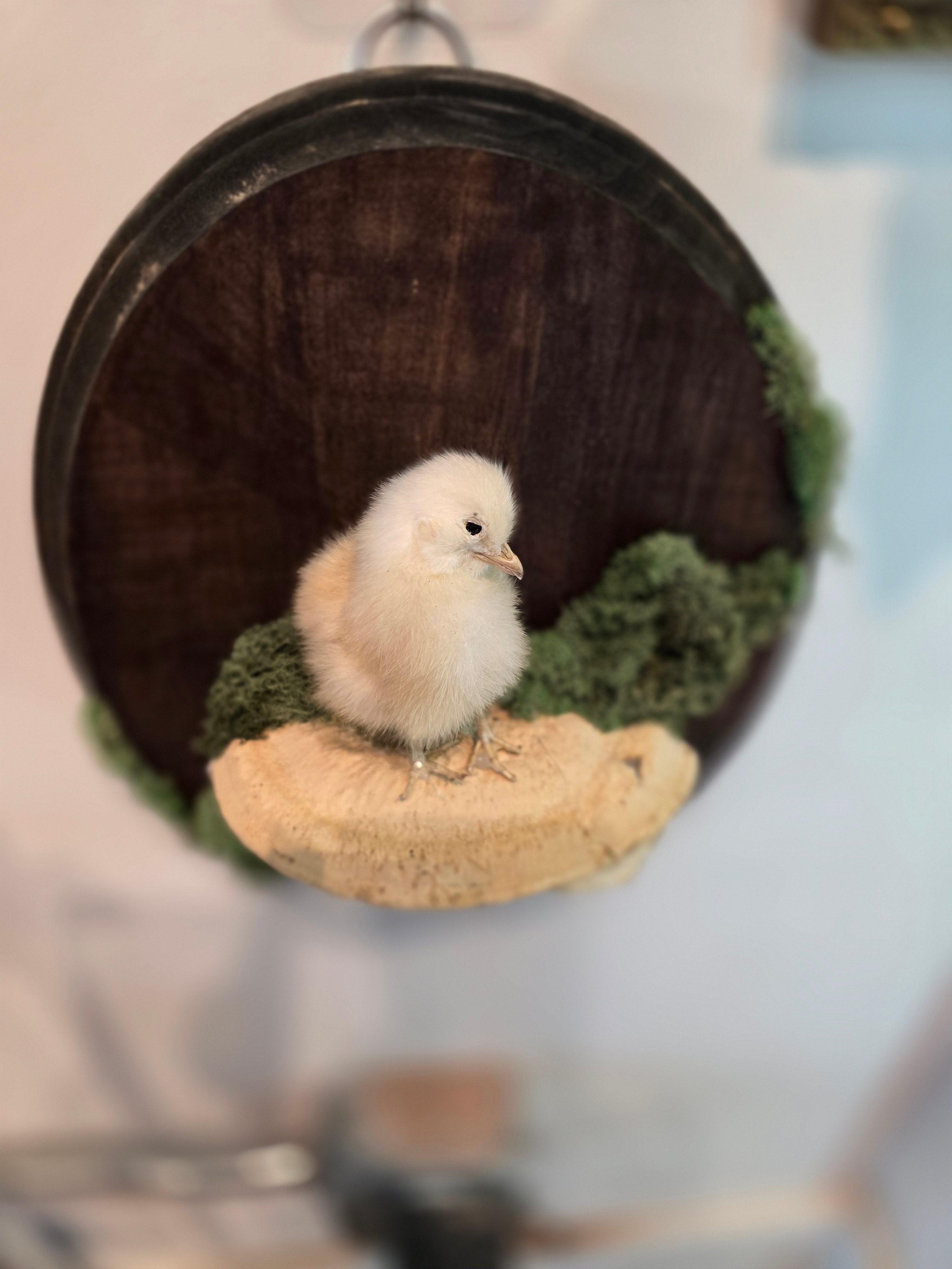 Taxidermied Baby Chick on Mushroom & Moss - Hanging Wall Plaque