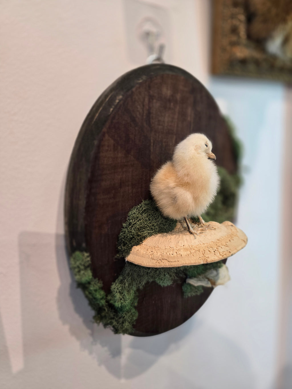 Taxidermied Baby Chick on Mushroom & Moss - Hanging Wall Plaque