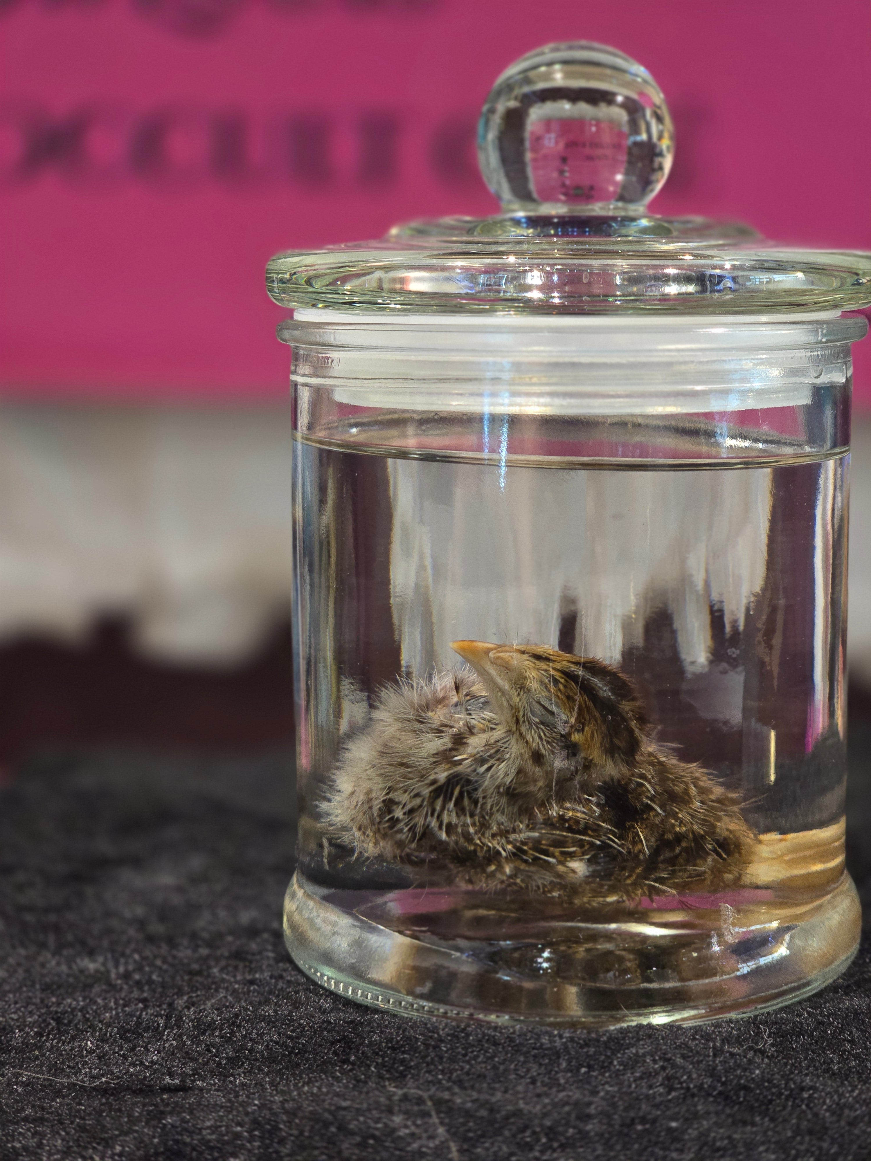 Turkey Chick - Wet Specimen