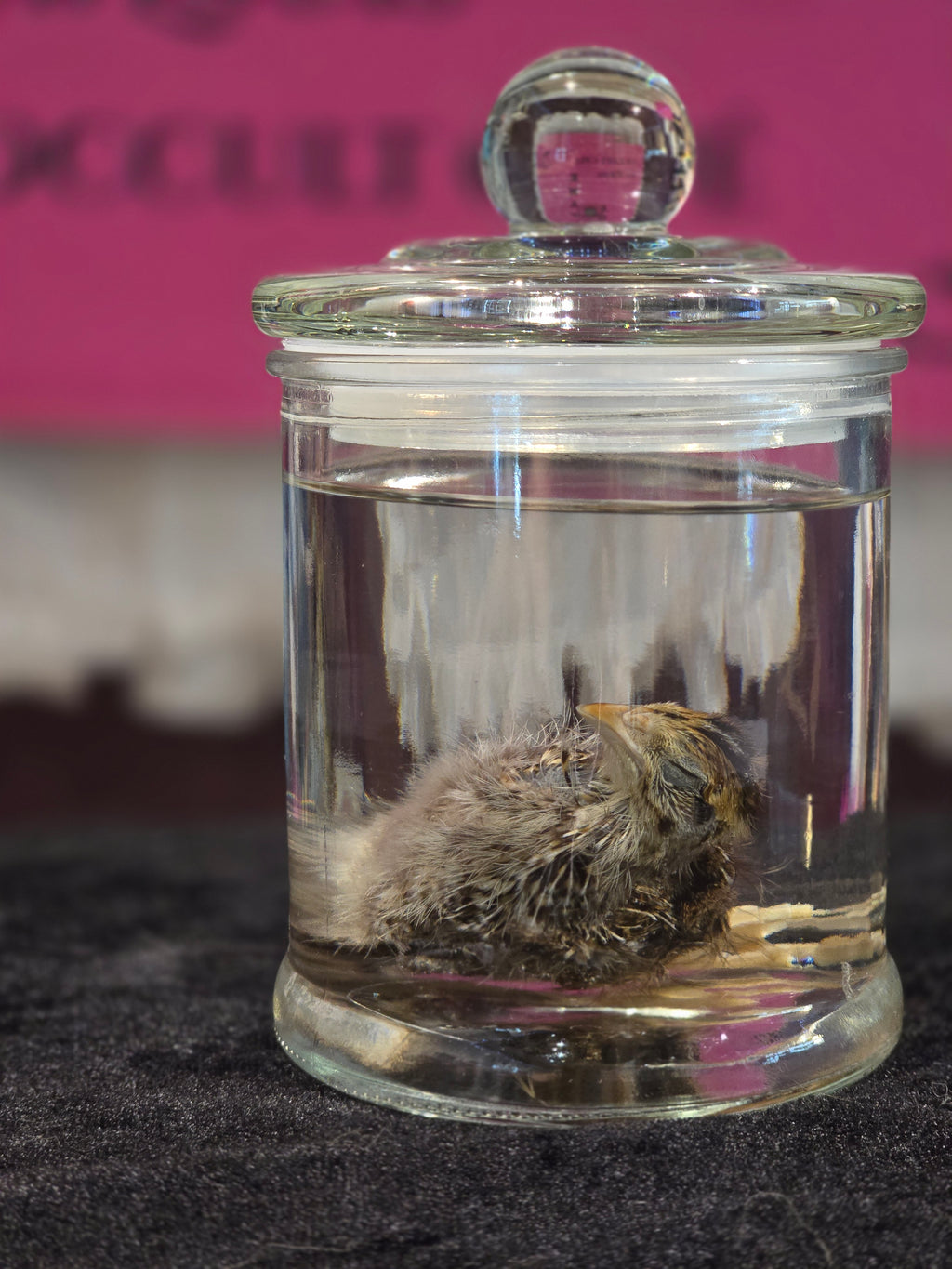 Turkey Chick - Wet Specimen