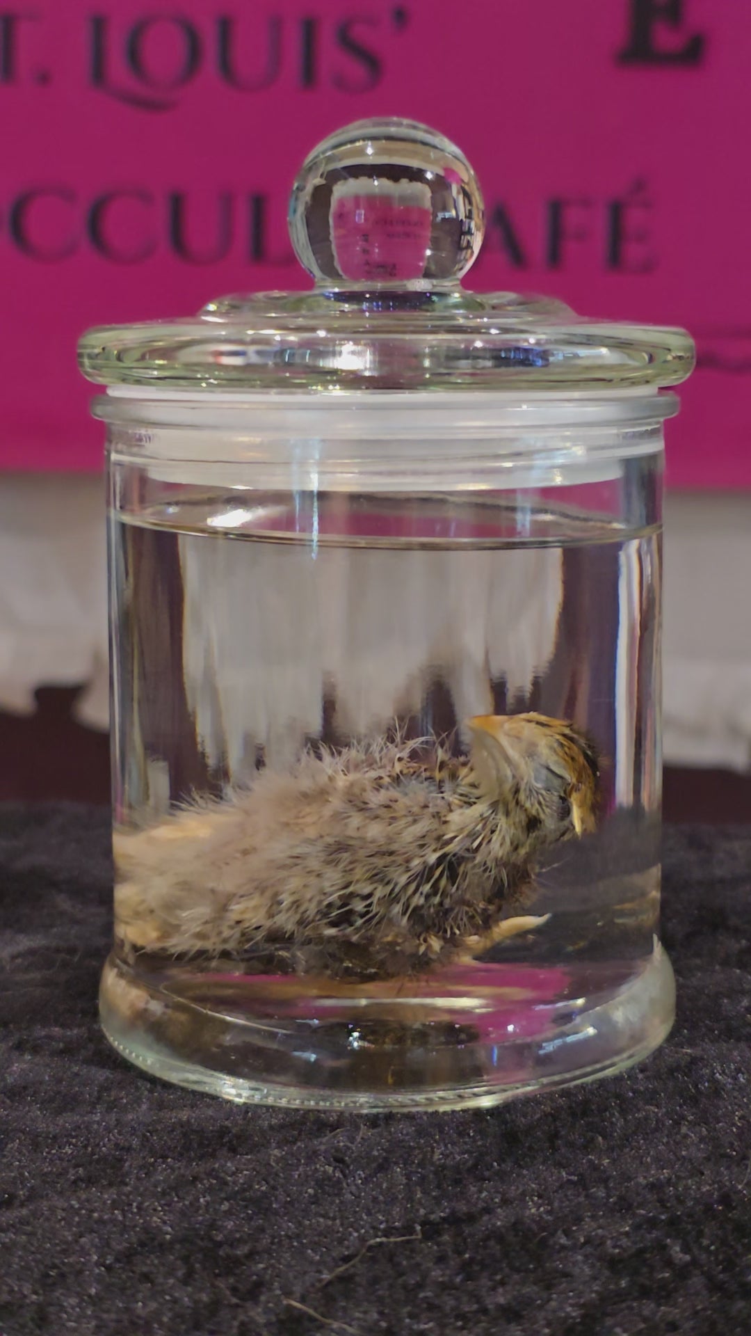 Turkey Chick - Wet Specimen