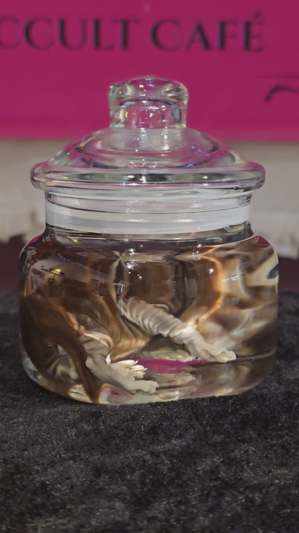 Stillborn Kitten Wet Specimen A