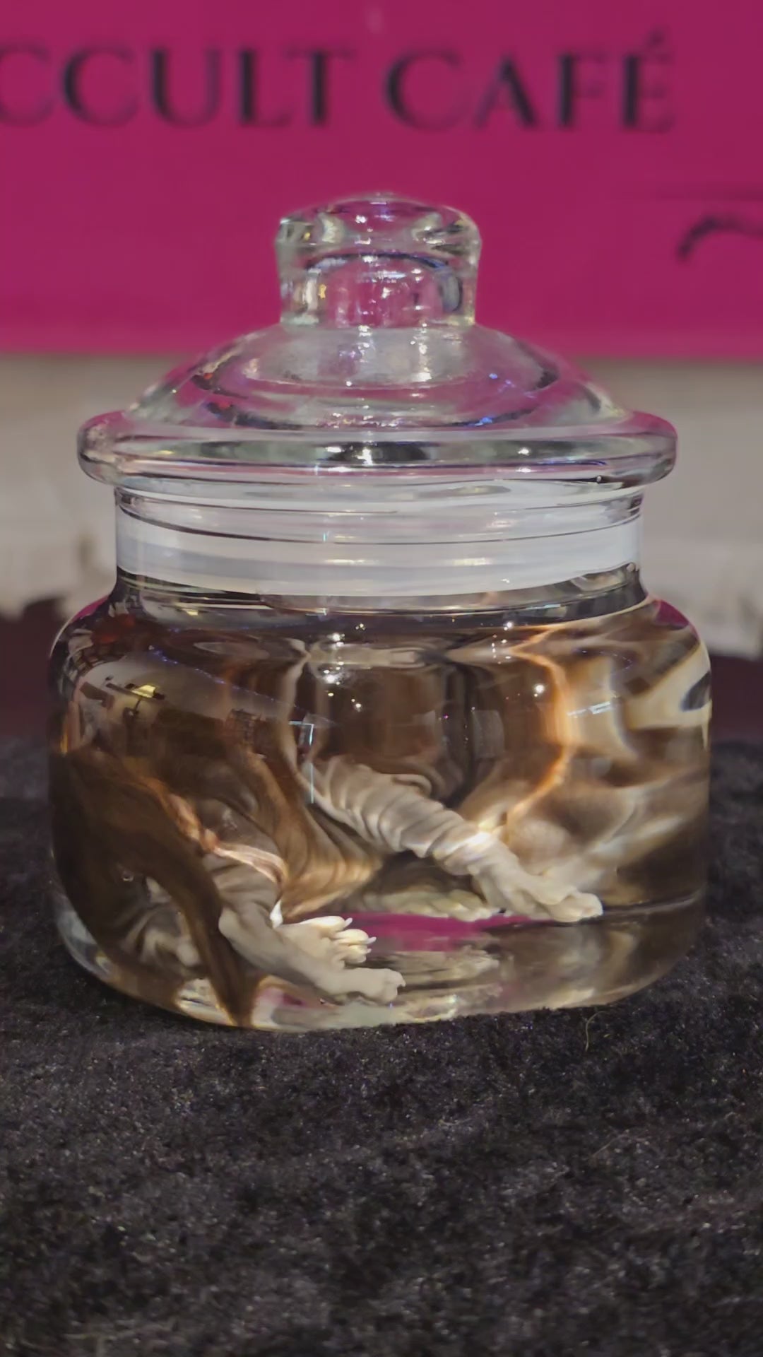 Stillborn Kitten Wet Specimen A