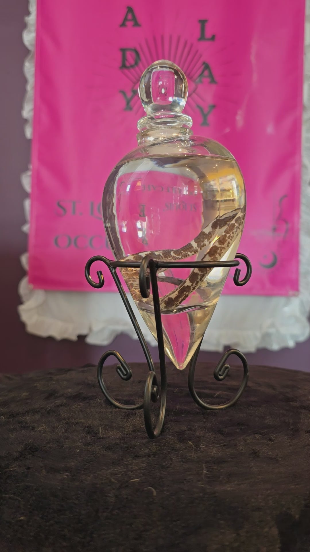 Hog Nose Snek Snake Wet Specimen Heart Glass