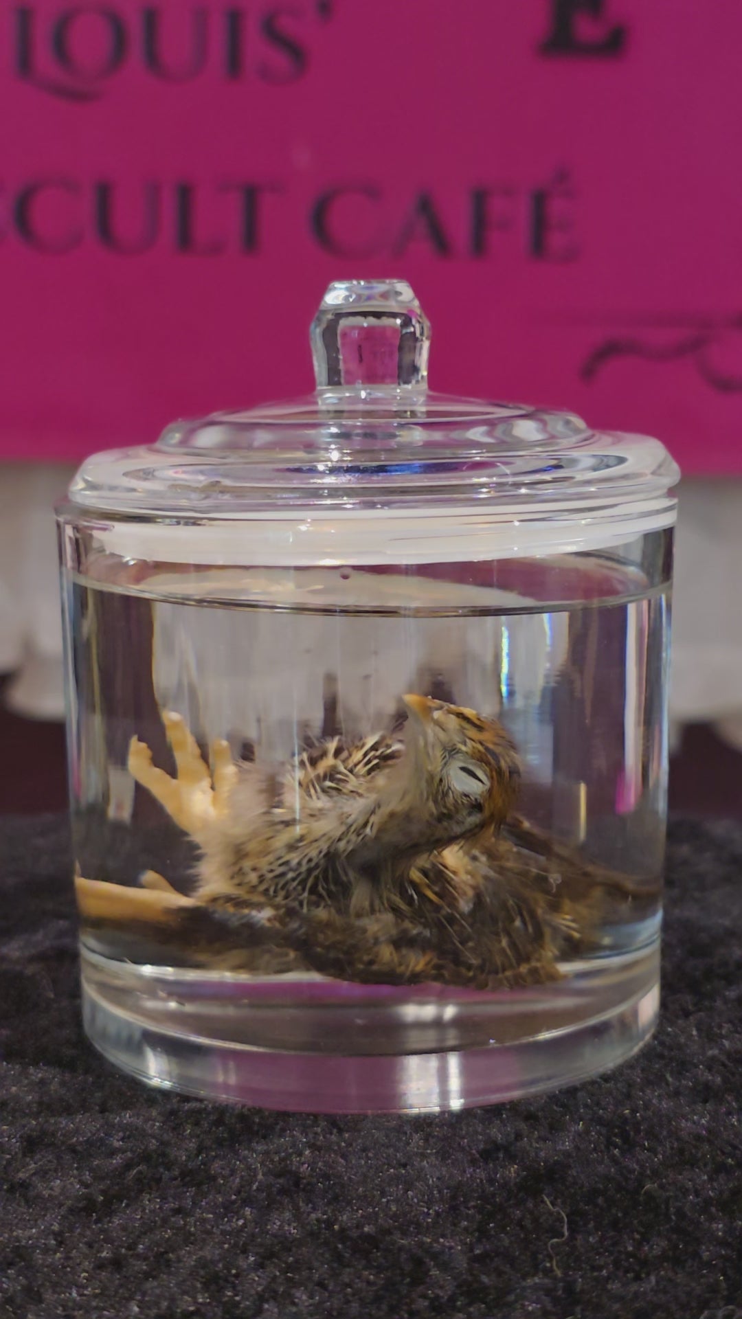 Quail Chick - Wet Specimen