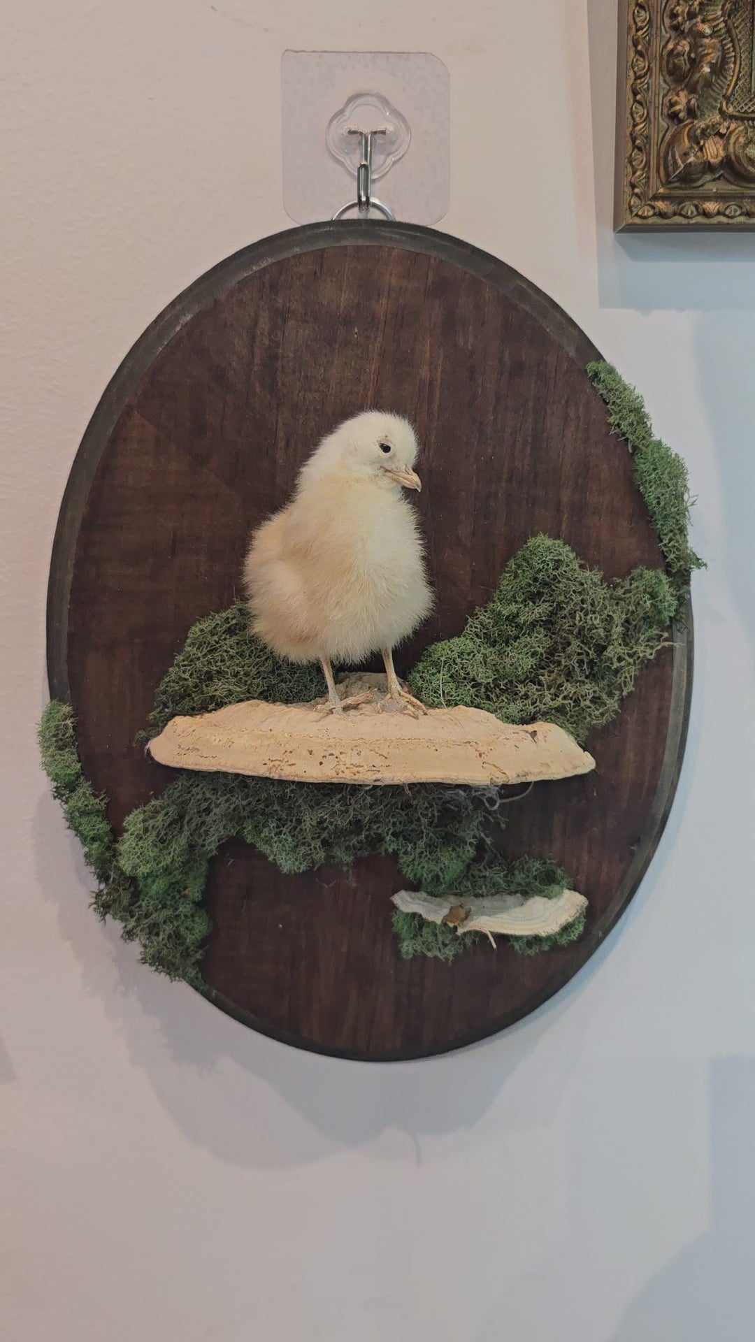 Taxidermied Baby Chick on Mushroom & Moss - Hanging Wall Plaque