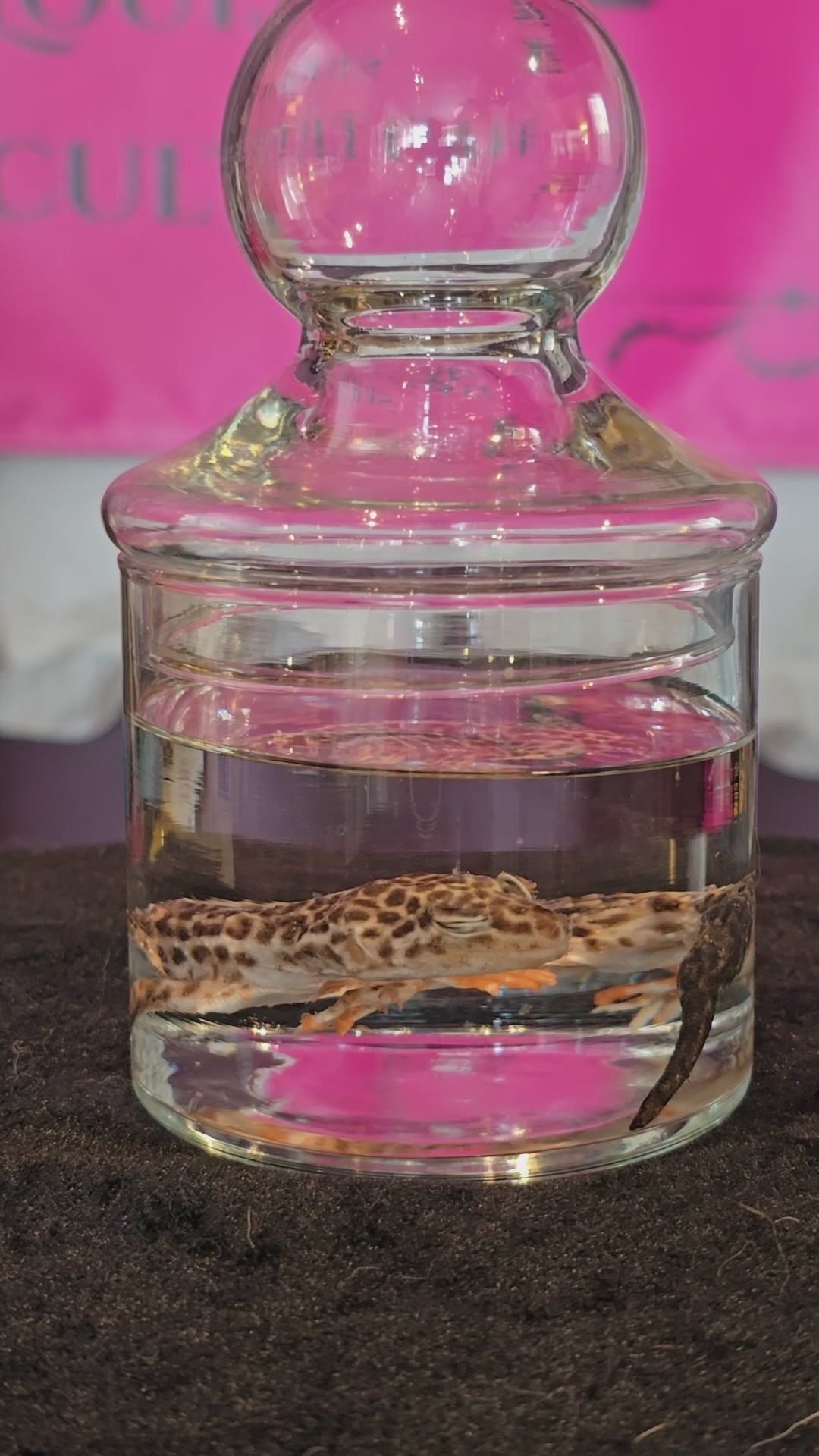 Small Leopard Gecko Wet Specimen
