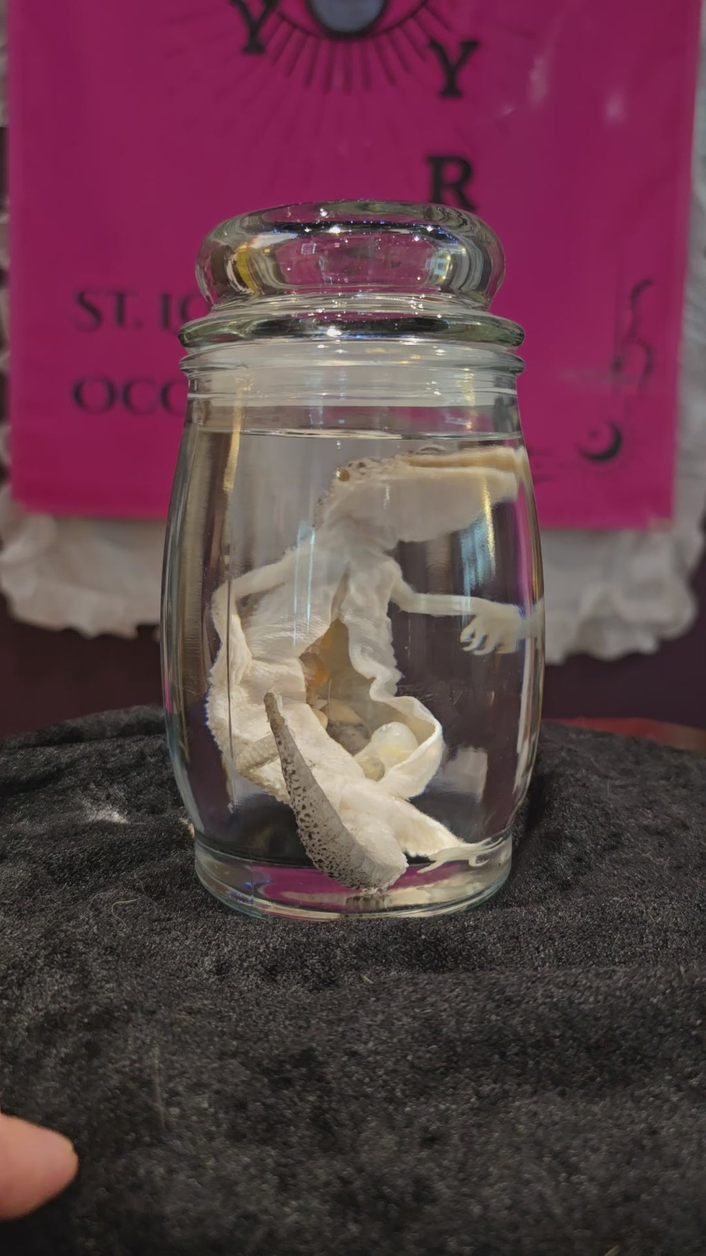 Mama Leopard Gecko Wet Specimen
