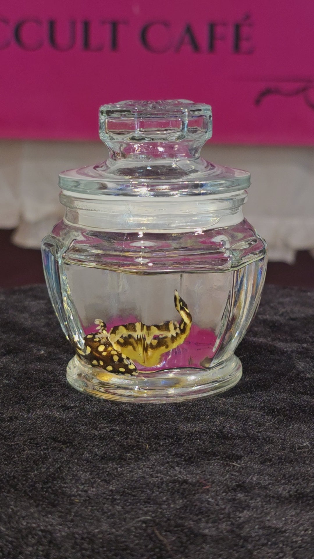 Salamander Newt - Wet Specimen