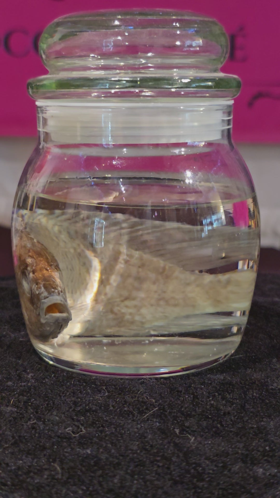 Fish - Wet Specimen