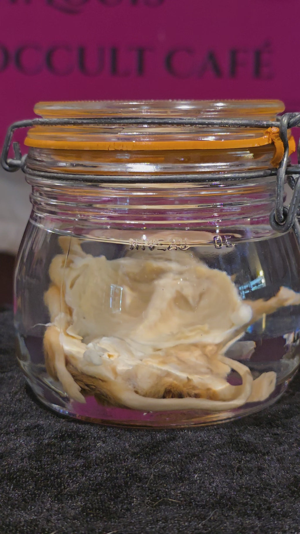 Filet Mouse - Wet Specimen