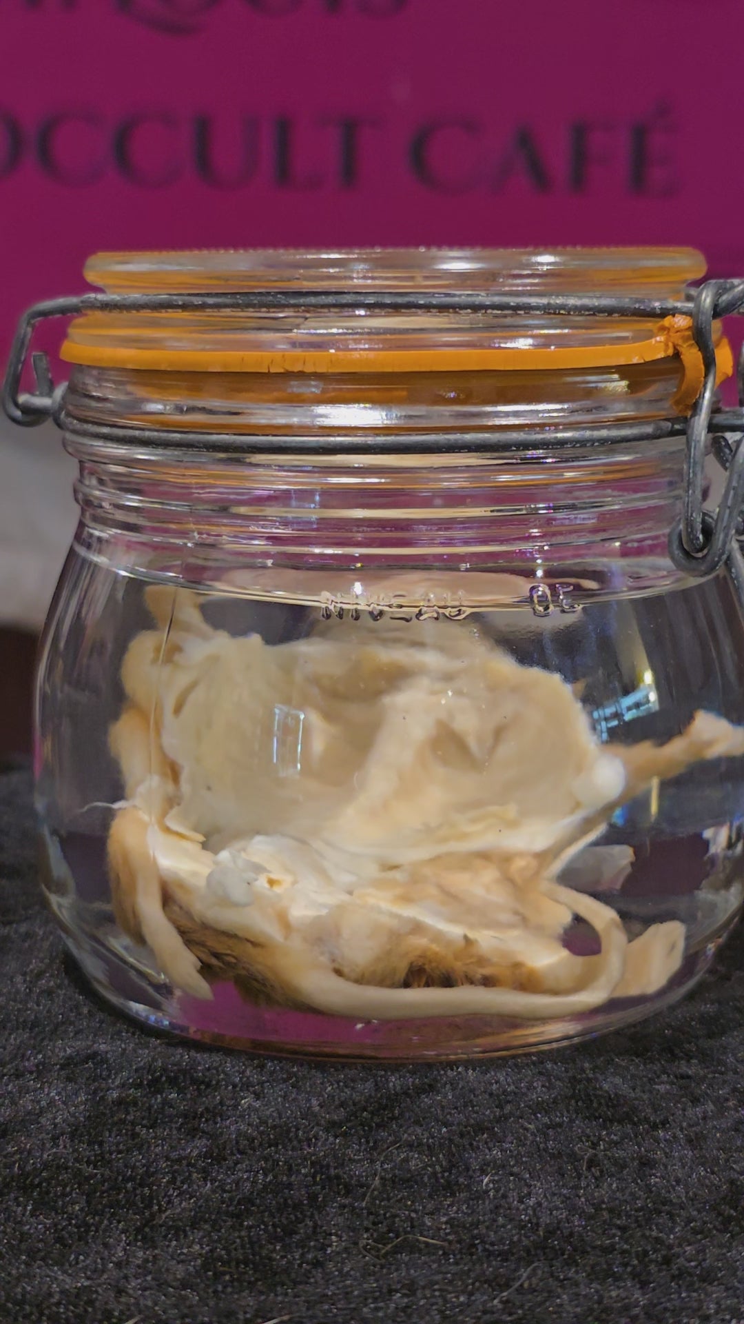 Filet Mouse - Wet Specimen